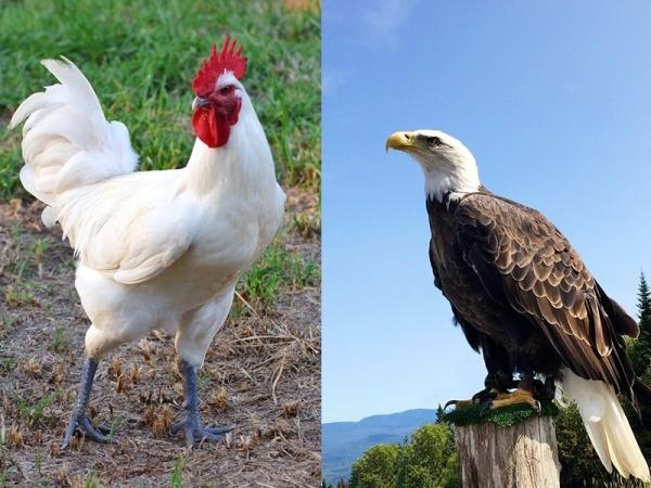 Кто ты: курица или орёл?